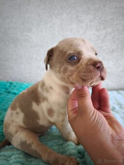 American Bully štandard bez PP - 2