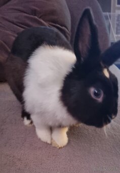 Predám zakrslé králiky - 2