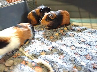 Morske prasiatko - 2