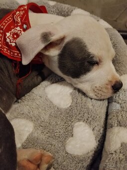 Americký staford - 2