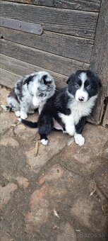 Psik border kolia - 2