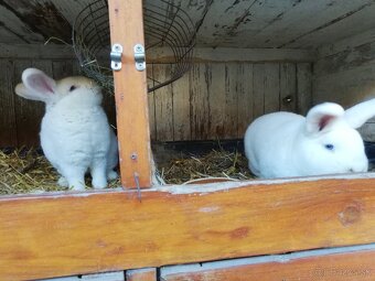 Viedenský biely - 2