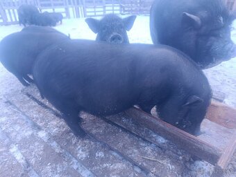 Vietnamské prasiatka - 2