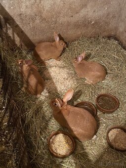 Burgundske kraliky - 2