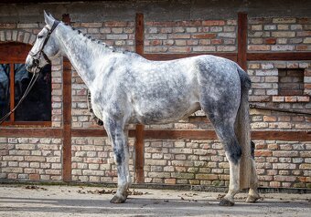 predam KWPN kobylu - 2