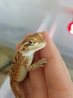 Agama bradatá - mláďatá - 2