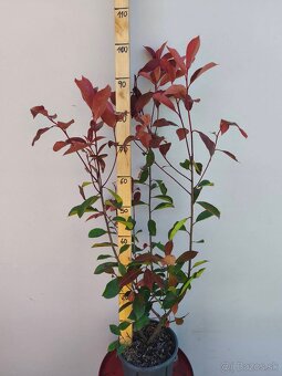 Cervienka Vavrinivec - 2