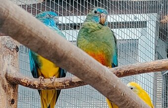 Neoféma tyrkysová - 2