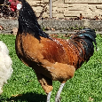 Čistokrvný kohút forverky - 2