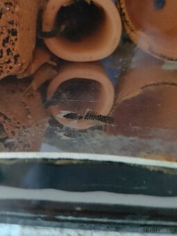 Ancistrus long fin, prisavník závojnatý. - 2