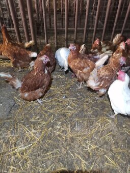 Ponúkam 2 ročne sliepky - 2