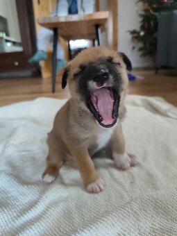 Darujem šteniatka - 2