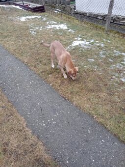 Darujem šteniatko fenku. - 2