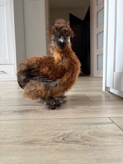 Kohútik- hodvabnička USA - 2