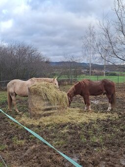 Valach welsh cob - 2