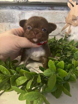 Čivava s PP FCI - 2