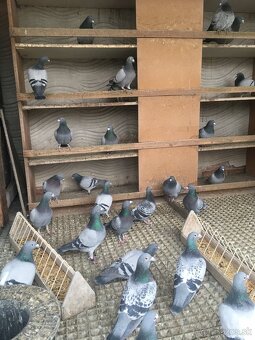Poštové Holuby - 2