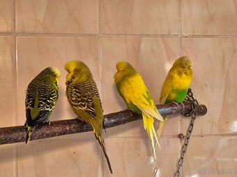 Andulky výstavný typ - 2