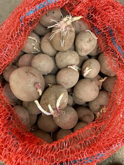 Zemiaky na sadenie - 2