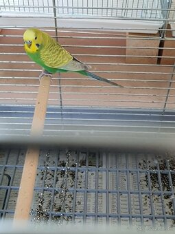Andulka greywing - 2