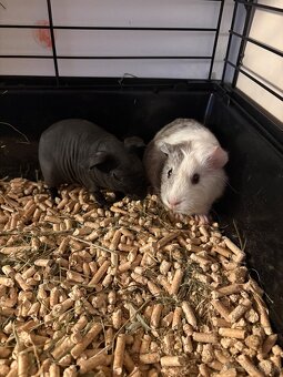 Predám 2 morčatá – samice + klietka a výbava - 2