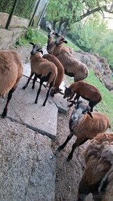 kamerunske ovce barany - 2