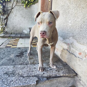 Americký pitbulterier pitbul pitbull silver lilac rare Topp - 2