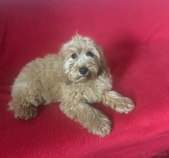 Cockapoo - 2