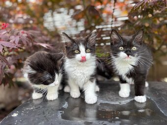 Mix ragdoll - 2