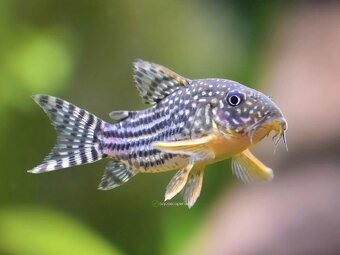 Pancierničky Sterbai (Corydoras sterbai) - 2