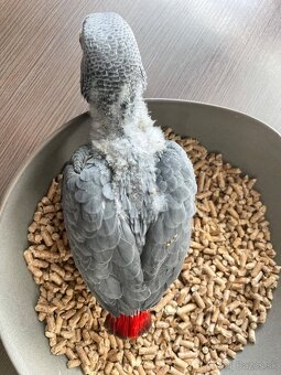 Žako velký ručně dokrmená mláďata - 2