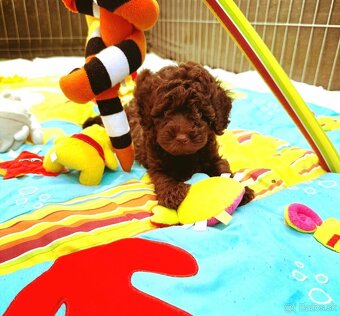 Pudel toy fenka chocolate - 2