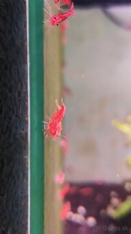 Neocaridina Red cherry premium - 2