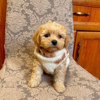 Maltipoo boys male - 2