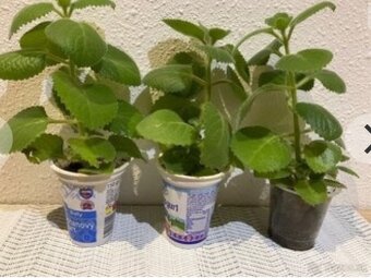 Nadchovnik, Rymovnik - Mexicky eukalyptus - 2