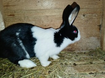 Šarišský Obrovitý - 2