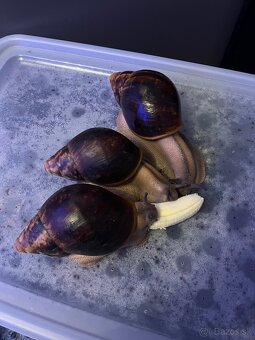 Africký slimák - 2