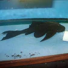 Adonis Pleco L155 - 2