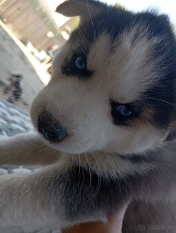 Sibírsky husky šteniatka - 2