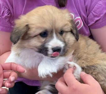 welsh corgi - 2
