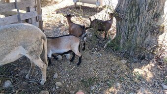 Mini kozy - 2