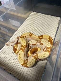 Boa Constrictor - Velhad - 2