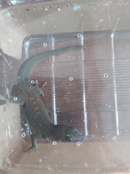 Felzuma madagaskarská - 2