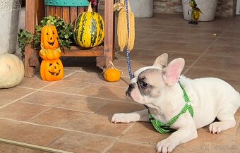 Predám-Francúzskeho buldočeka,buldog,bulldog - 2