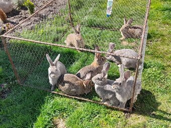 Predám králiky - 2