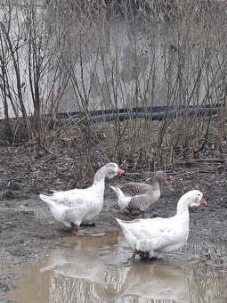 Predám tulúzske husi a gunare - 2