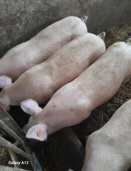 Ponúkam na predaj prasatá - 2
