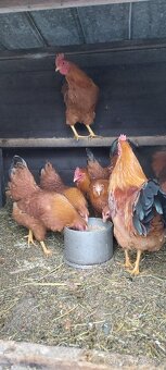 Hempširky a Milflerky - 2