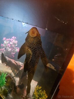 Predám prísavniky - 2