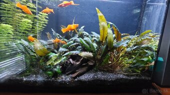 mečúň mexický xiphophorus helleri - 2